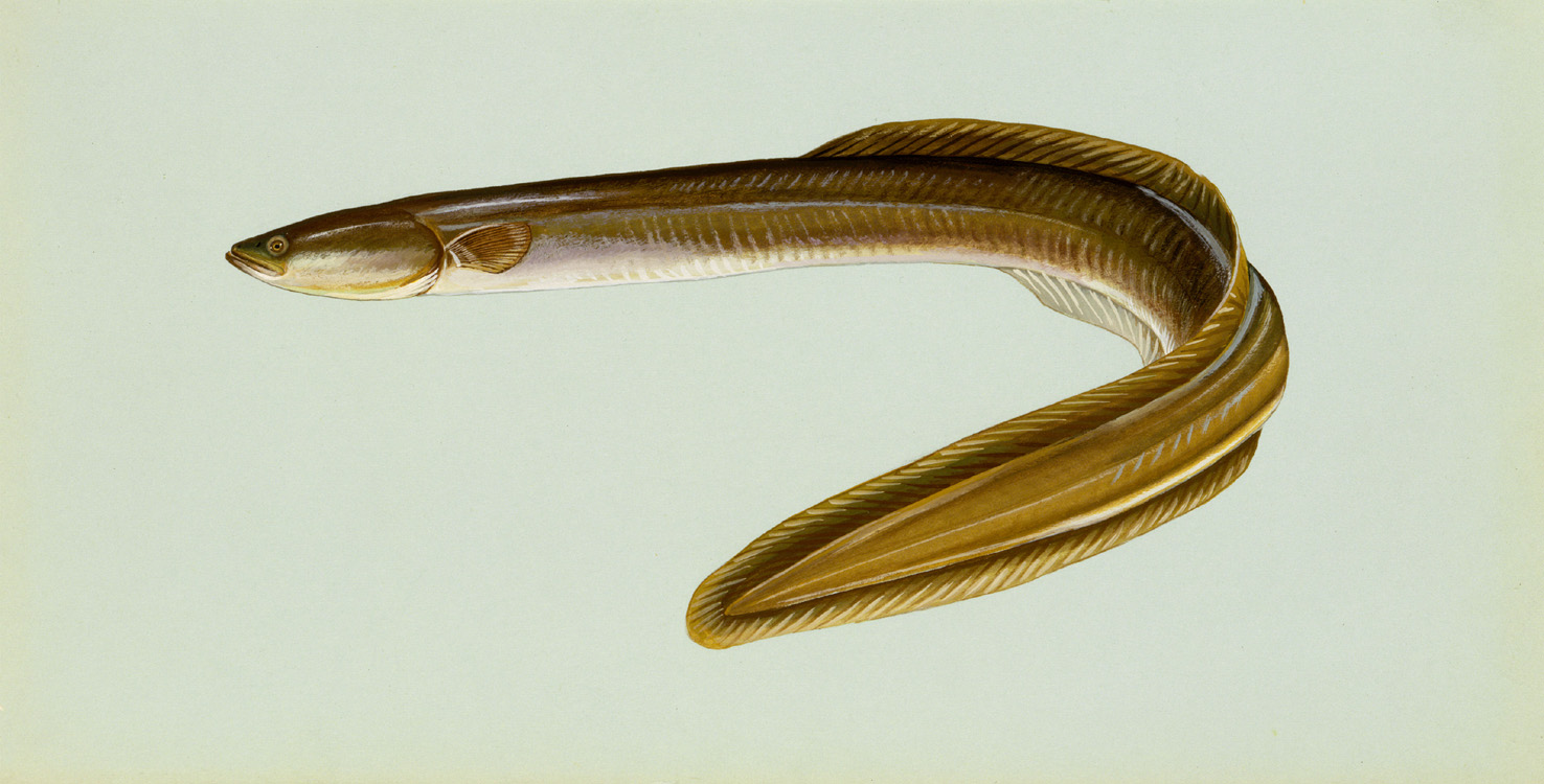 Eel Identification Chart