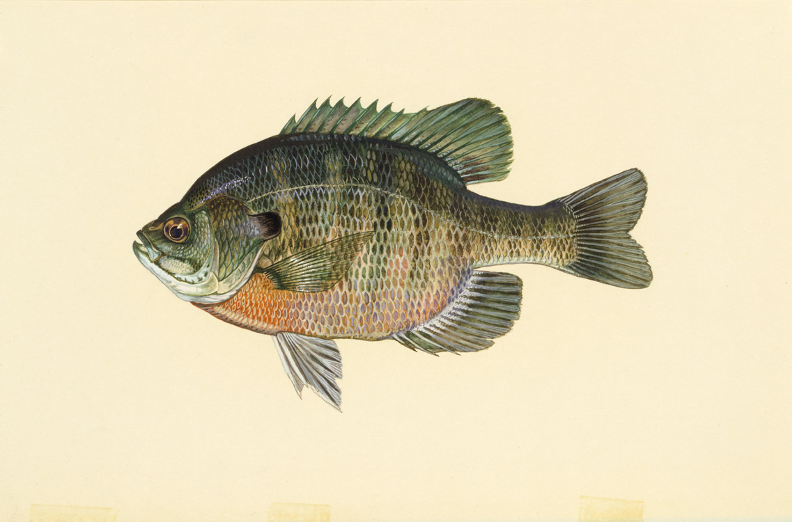 Bluegill Source: Raver, Duane. http://images.fws.gov. U.S. Fish and Wildlife Service.