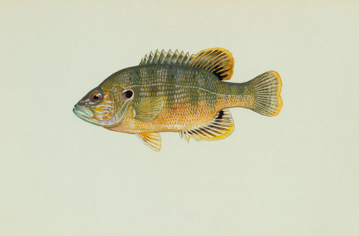 Sunfish Species Chart